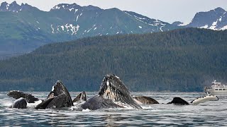 Humpback Whales Bubble Netting / Bubble Feeding in Juneau, Alaska