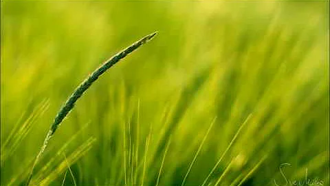 Dolores Keane - The Wind That Shakes the Barley