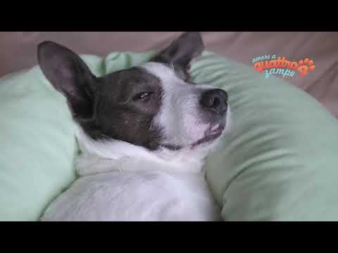 Video: Chemioterapia Per Cani: Tutto Ciò Che Devi Sapere