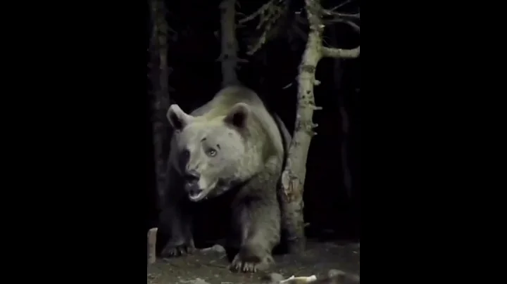 Gigantic Grizzly Bear Caught On Camera.... #animals #bear #scary #giant