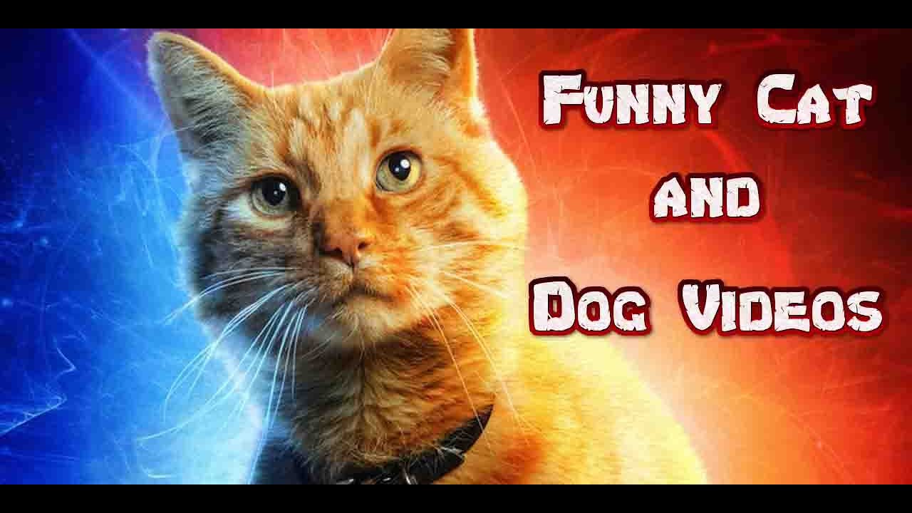 Baby Cats Funny Funny Pets Videos Funny Cat And Dog Videos 2019 Catvid Funny Cats And Dogs Dog Gifs Baby Cats