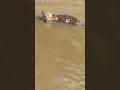 Pescador salva onça-pintada presa em anzol no rio Miranda
