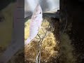 Mix fish oil fried😻😻 #viralvideo #fish #cooking #tasty #highlights