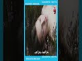 مجموعة من قصائد نزار قباني 3