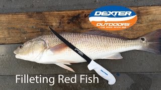 Filleting Redfish with a Dexter knife