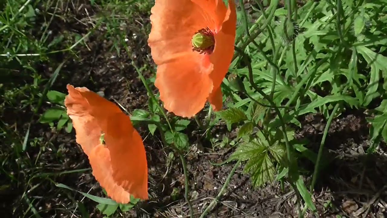 Bleke klaproos - Papaver dubium
