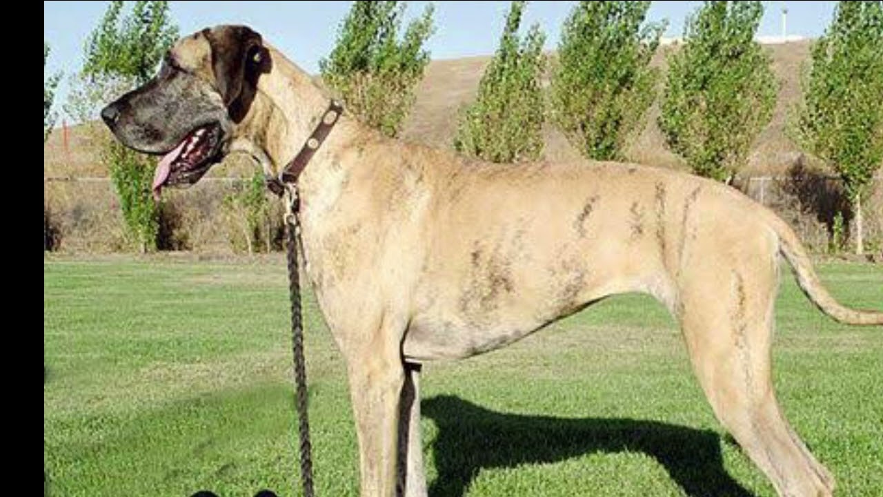 do old croatian sighthound howl