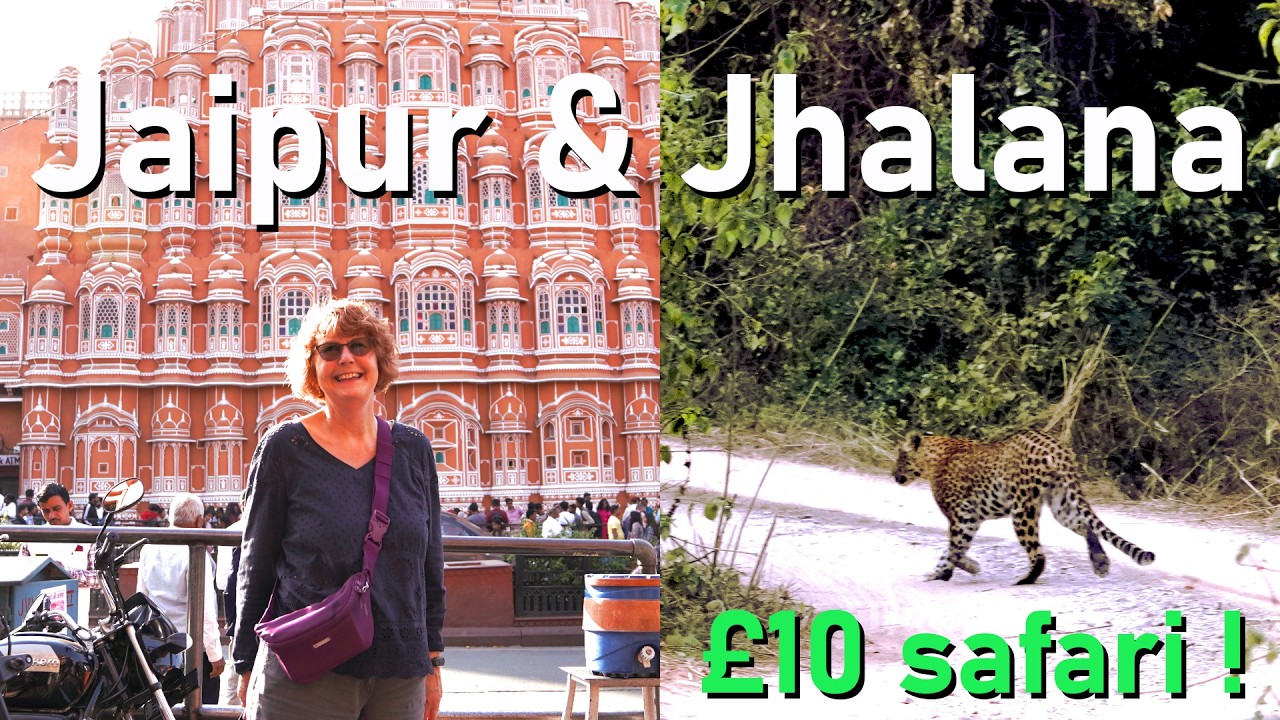 Jhalana Leopard Safari within 24 hours of arriving in India on our 7th/8th visit | Jaipur  (t-43e1)