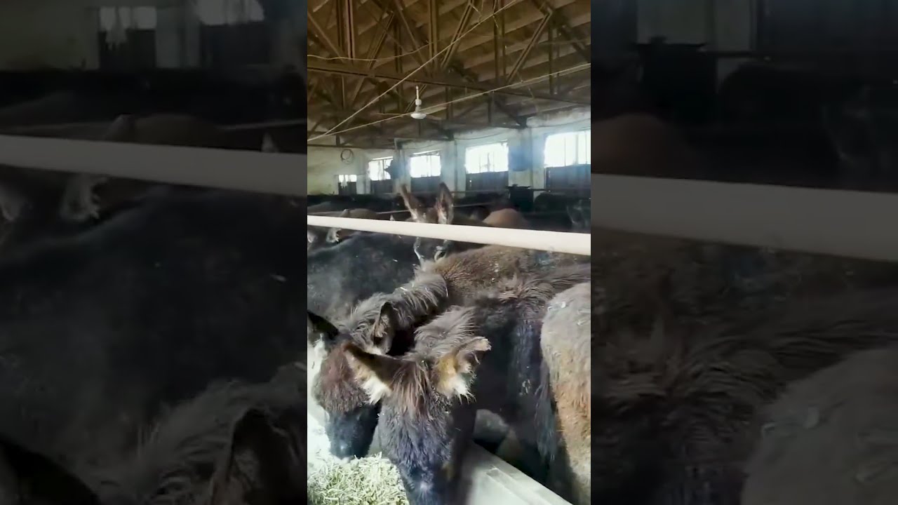 Funniest Donkey Ever Training The Fun Way 1677