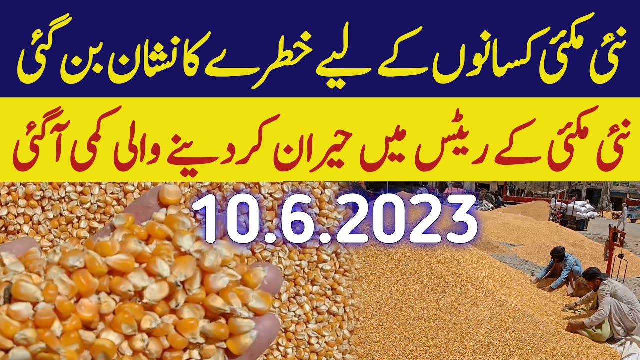 New Makki rate todayCorn maize price in Pakistan 2023 YouTube