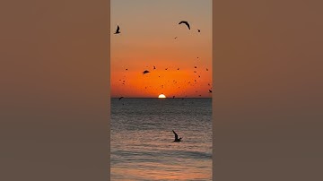   سورة طه بصوت جميل لشيخ علي جابر.. يطمئن القلوب 