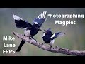 Photographing a Magpie wake.