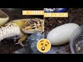 LEOPARD GECKO LAYS TWO MASSIVE EGGS!