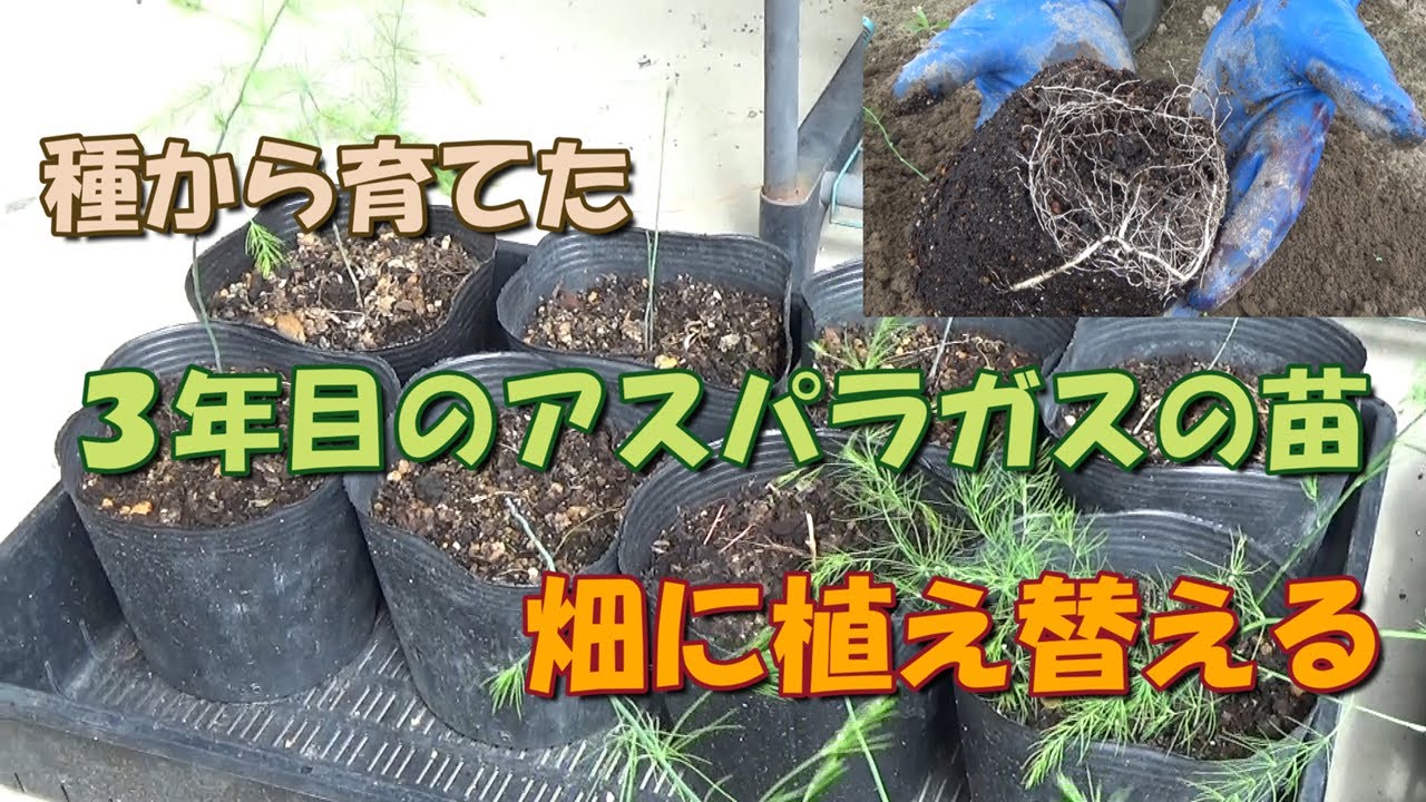 アスパラ3年物 家庭菜園】種から育てた3年目のアスパラガスの苗を畑に植え替える