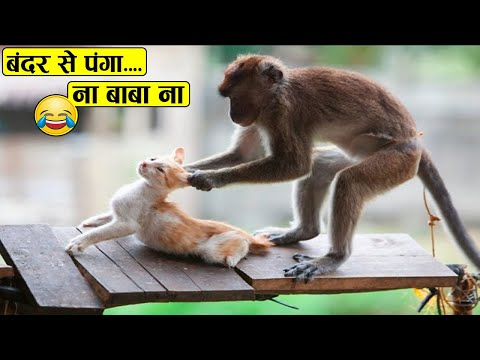 वीडियो: स्टटगार्ट में बंदर घर