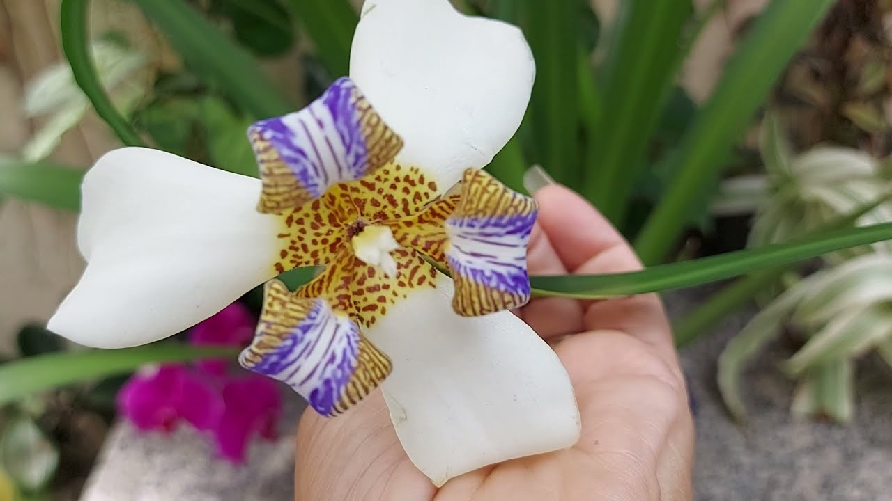 ÍRIS DA PRAIA PARECE ORQUÍDEA - thptnganamst.edu.vn