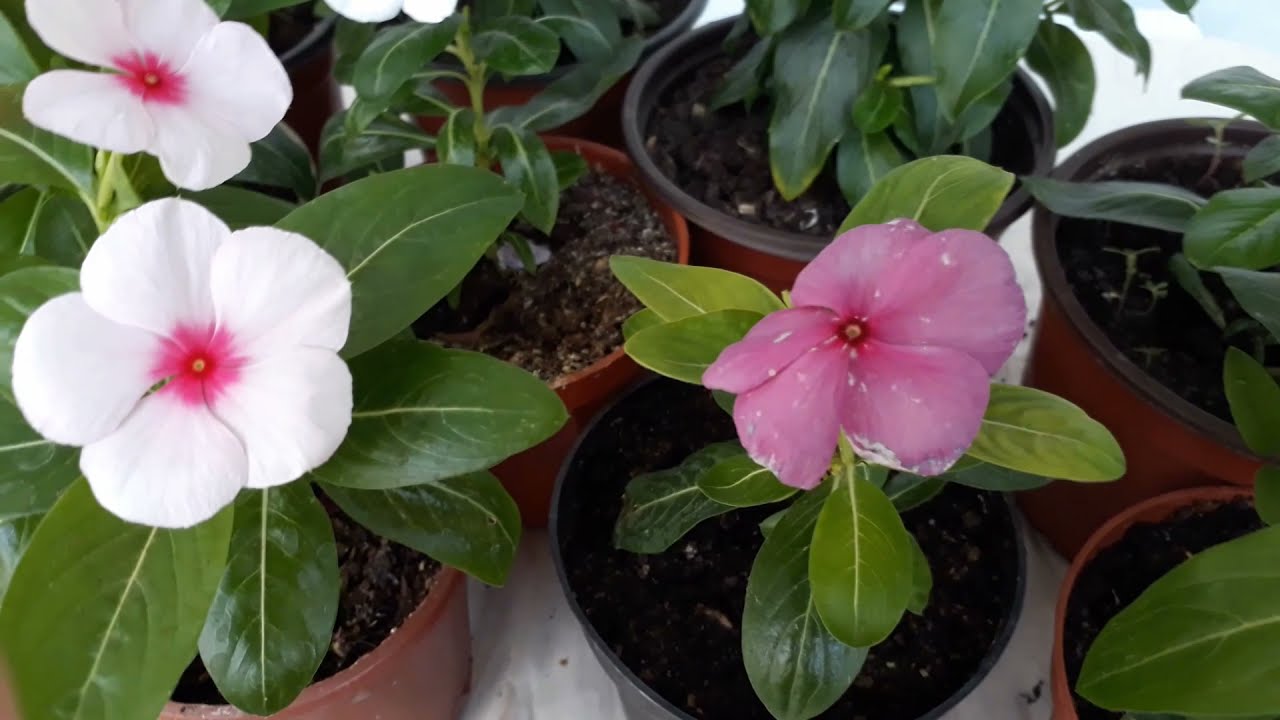 ROZET ÇİÇEGİ (VİNKA, PERVANE, FIRFIR ÇIÇEGI) BAKIMI VE ÇOĞALTILMASI