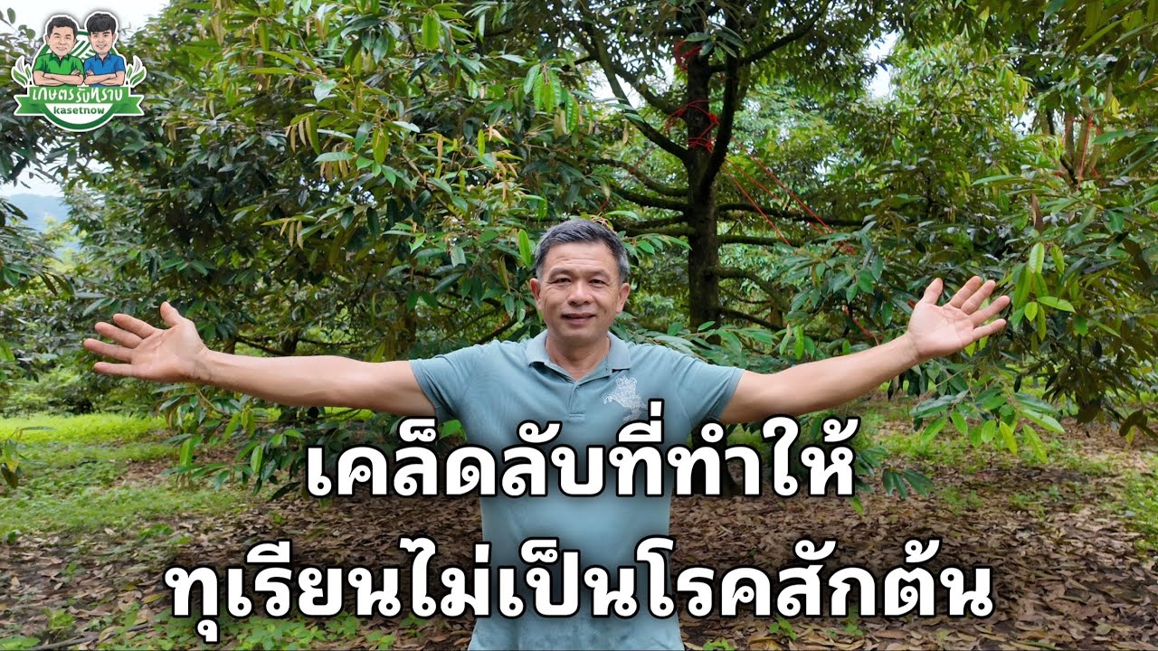เคล็ดลับวิธีการดูแลสวนทุเรียนไม่ให้เป็นโรคสักต้นเดียว | ลงทุนน้อย แต่ได้ผลจริง