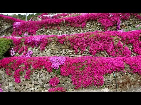 2018　4/9　高開の石積み・シバザクラまつり　～徳島県吉野川市美郷～