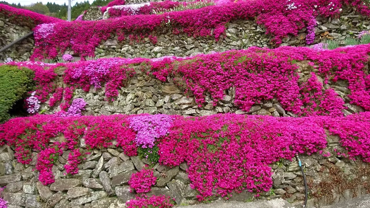 2018 4/9 高開の石積み・シバザクラまつり ～徳島県吉野川市美郷