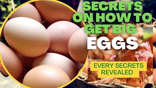 How To Get Big Eggs From Your Layers | Secrets