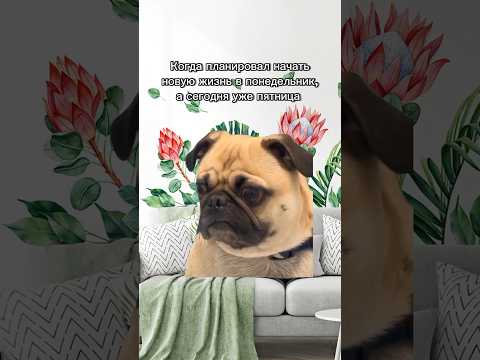 С пятницей, друзья ! 🎉#trending shorts#trendingvideo #memes #jokes