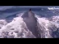 رصد الحوت الأزرق لأول مرة في مياه البحر الأحمر