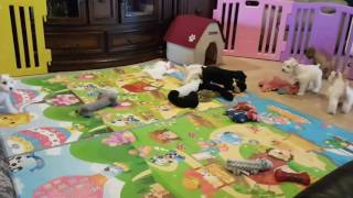 Holly Jolly Schnauzers puppy playtime