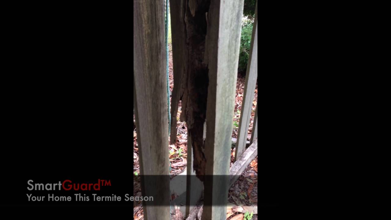 Termite treatment Mesa