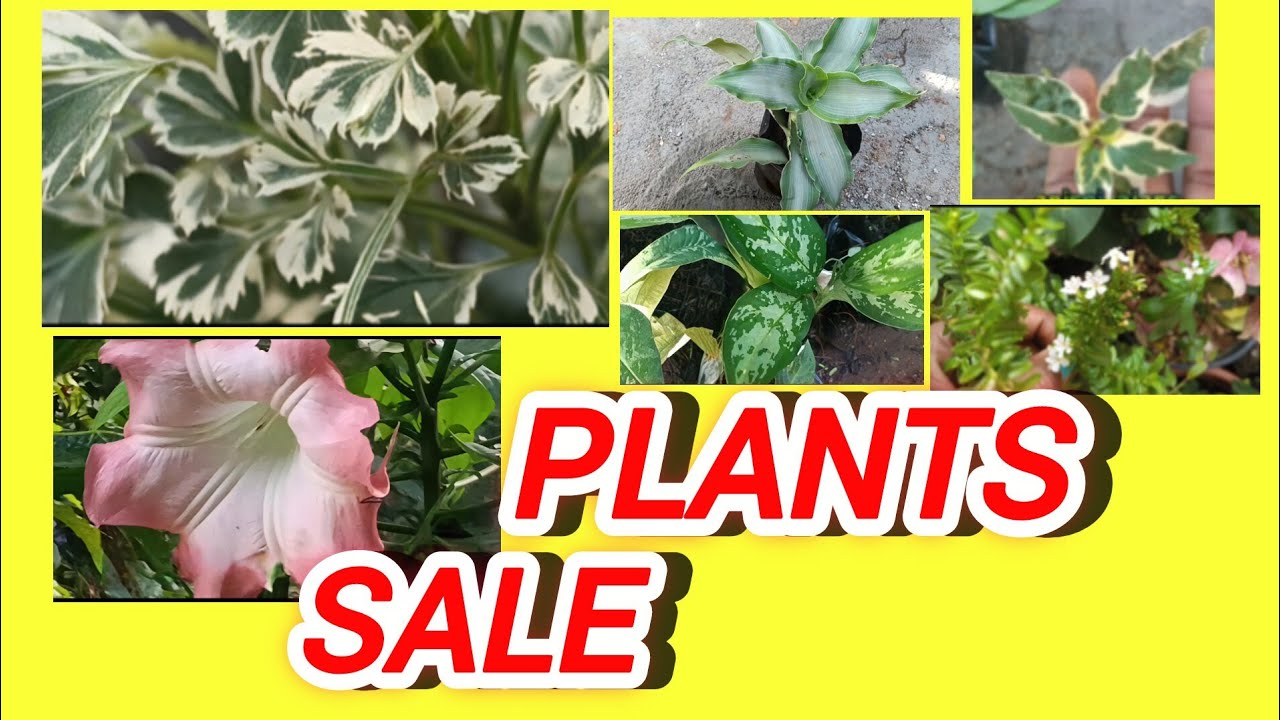 ₹10 മുതൽ plants sale.
