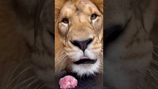 Huge Lion Comes Out For Lunch