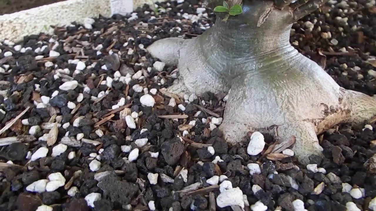 Adenium radiant roots how to - YouTube