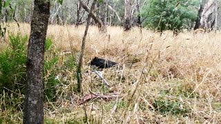 Murray cod fishing.. When Wild Pigs Attack
