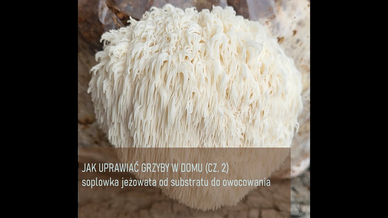 Jak uprawiać grzyby w domu (cz. 2). Soplówka jeżowata od substratu do