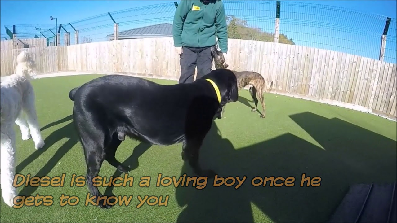 Dogs Trust Evesham - Rio and Diesel - YouTube