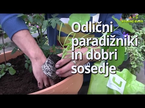 Video: Ali Je Mogoče Na Vrtu Obdržati Piščance, Kaj Storiti, če So Jih Pripeljali Sosedje