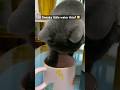 Cat caught stealing my water #cat #catshorts #funny #kitten #pets