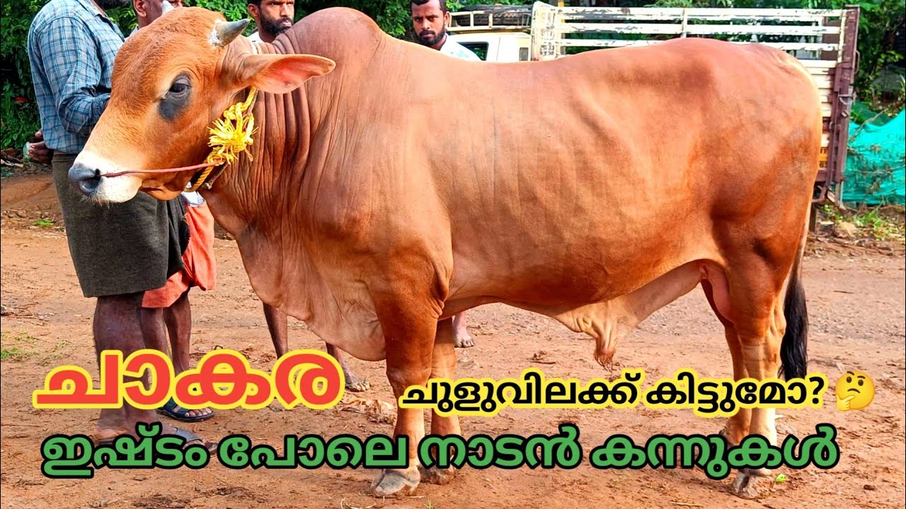 പെരുന്നാൾ കച്ചോടം | ചാകര | Vaniyamkulam chantha 30/5/24| Kerela | Buffalo | TECH AND VLOGS