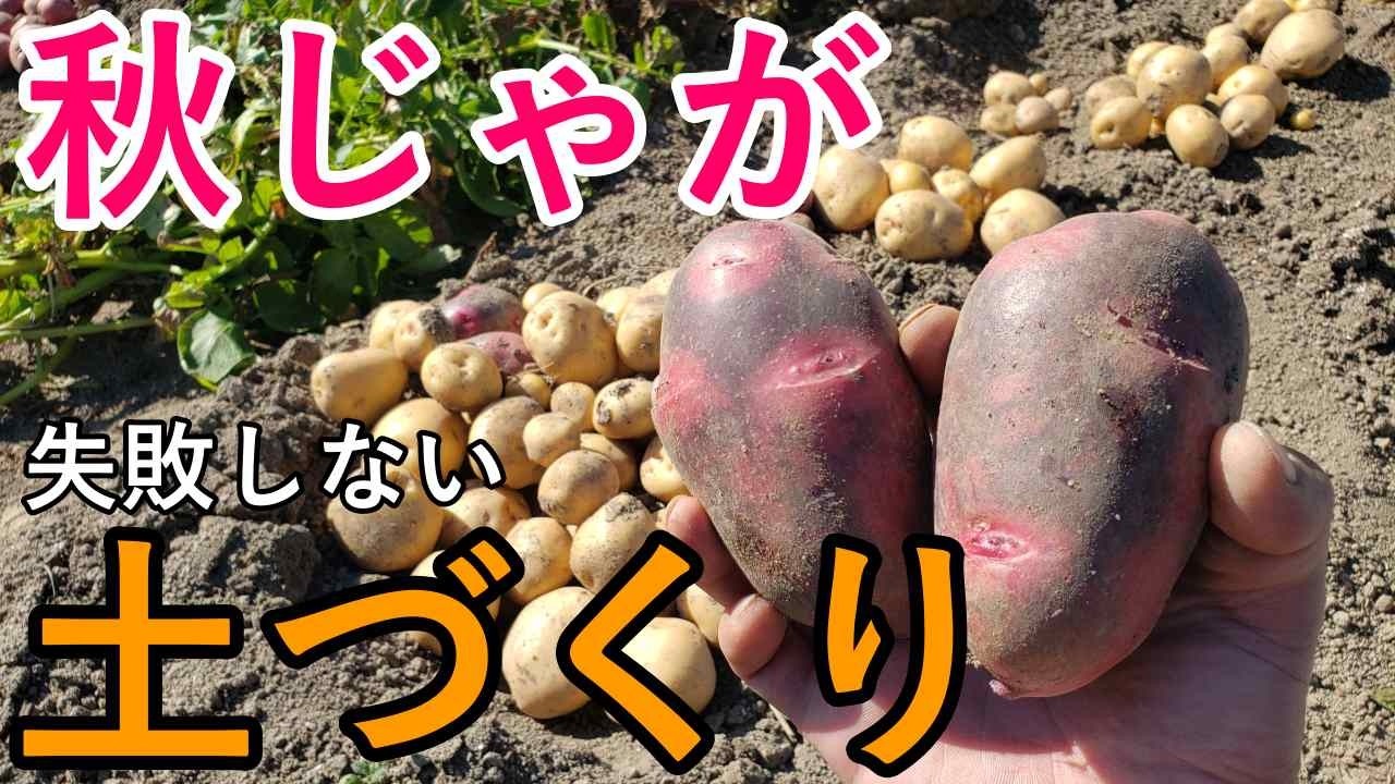 秋じゃが失敗しない土づくり！これやるとすごいことになります