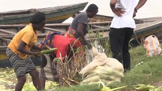 Full Nigeria: Insecurity threatens food production Update