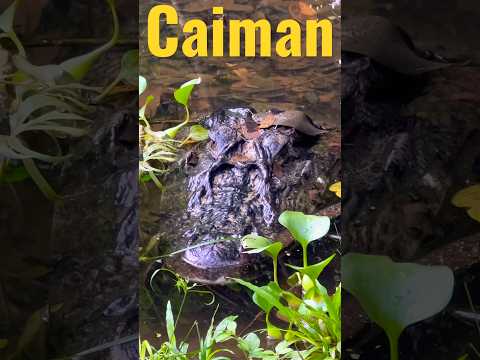 Video: Caiman negru: aspect și stil de viață