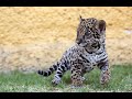 Детеныши животных.  Сафари парк Тайган