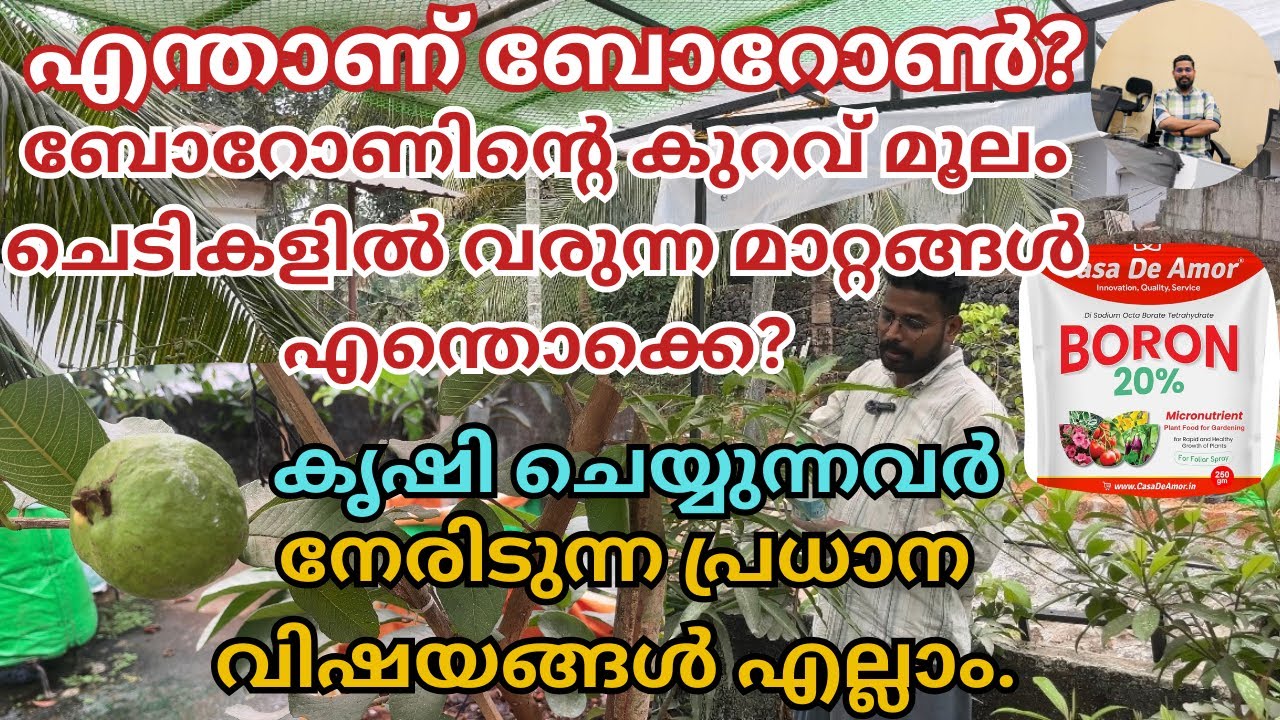 പഴചെടികൾക്ക് ബോറോൺ എന്തിനാണ് നൽകുന്നത്? ബോറോൺ എങ്ങനെ നൽകണം. | how to use boron for fruit plants |