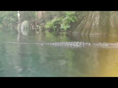 Vídeo: Caiaque Com Crocodilos Na Costa Rica [VID] - Matador Network