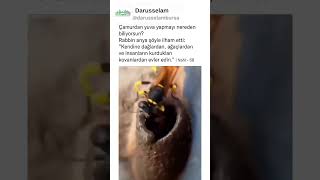 Çamurdan Ev Yapmayı Nerden Öğrendin?  #ALLAH #iman #islam #mucize