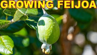Feijoa Is The BEST Fruit Tree You've Never Heard Of