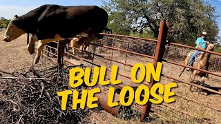 This Bull Escaped Again!