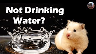 3 Reasons Your Hamster is Not Drinking Water | Hamster Care by MyCuteHamster 1,933 views 1 year ago 2 minutes, 2 seconds