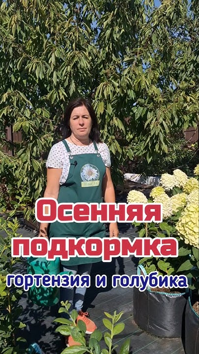 Осенняя подкормка гортензии и голубики #дача #гортензия #голубика - YouTube