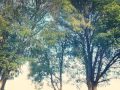 Torres Tree Care 2016